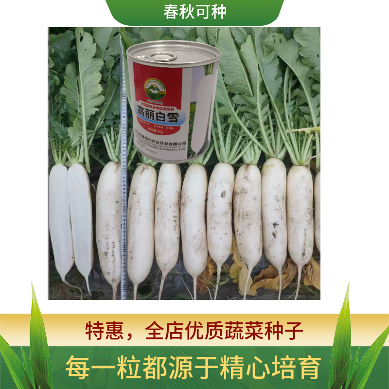 【高丽白雪】基地优选新品种白萝卜种子秋季种植条型好抗病高