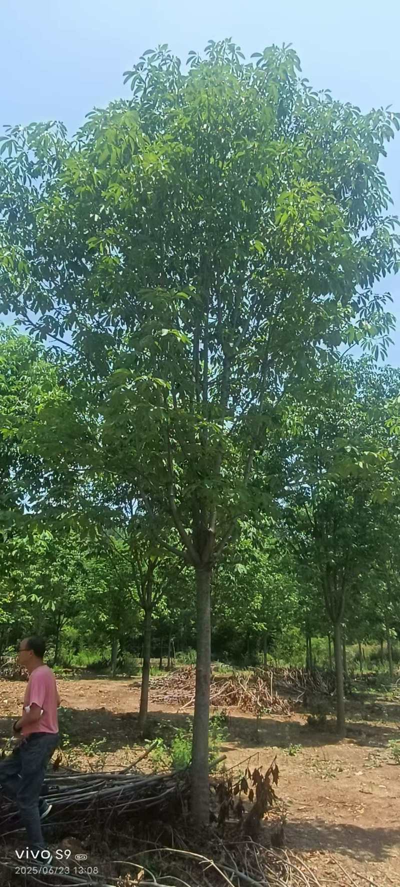 七叶树精品七叶树产地直发提供技术支持欢迎咨询