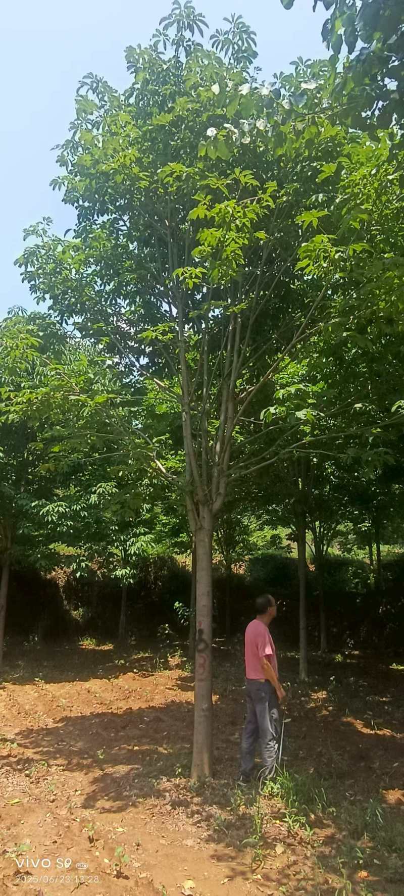 七叶树精品七叶树产地直发提供技术支持欢迎咨询