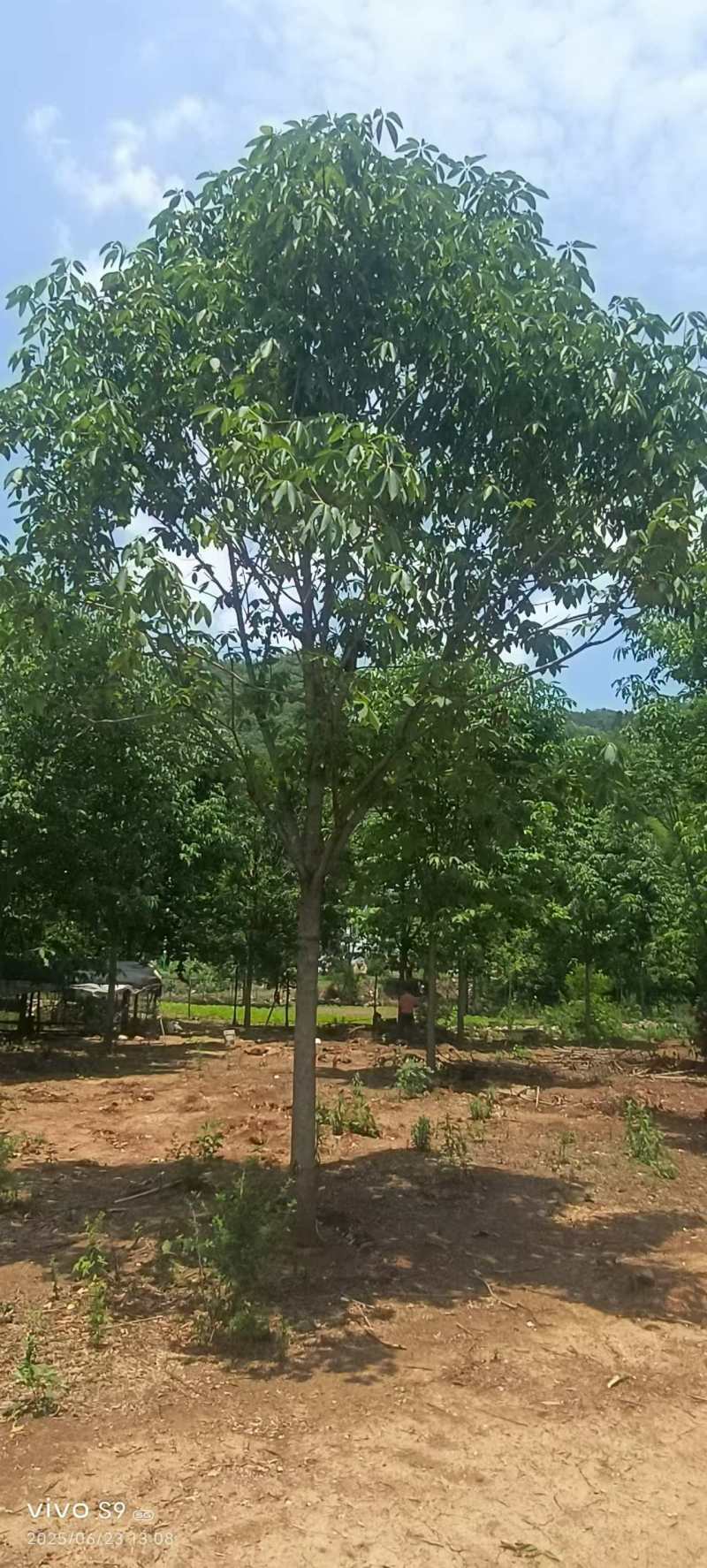 七叶树精品七叶树产地直发提供技术支持欢迎咨询