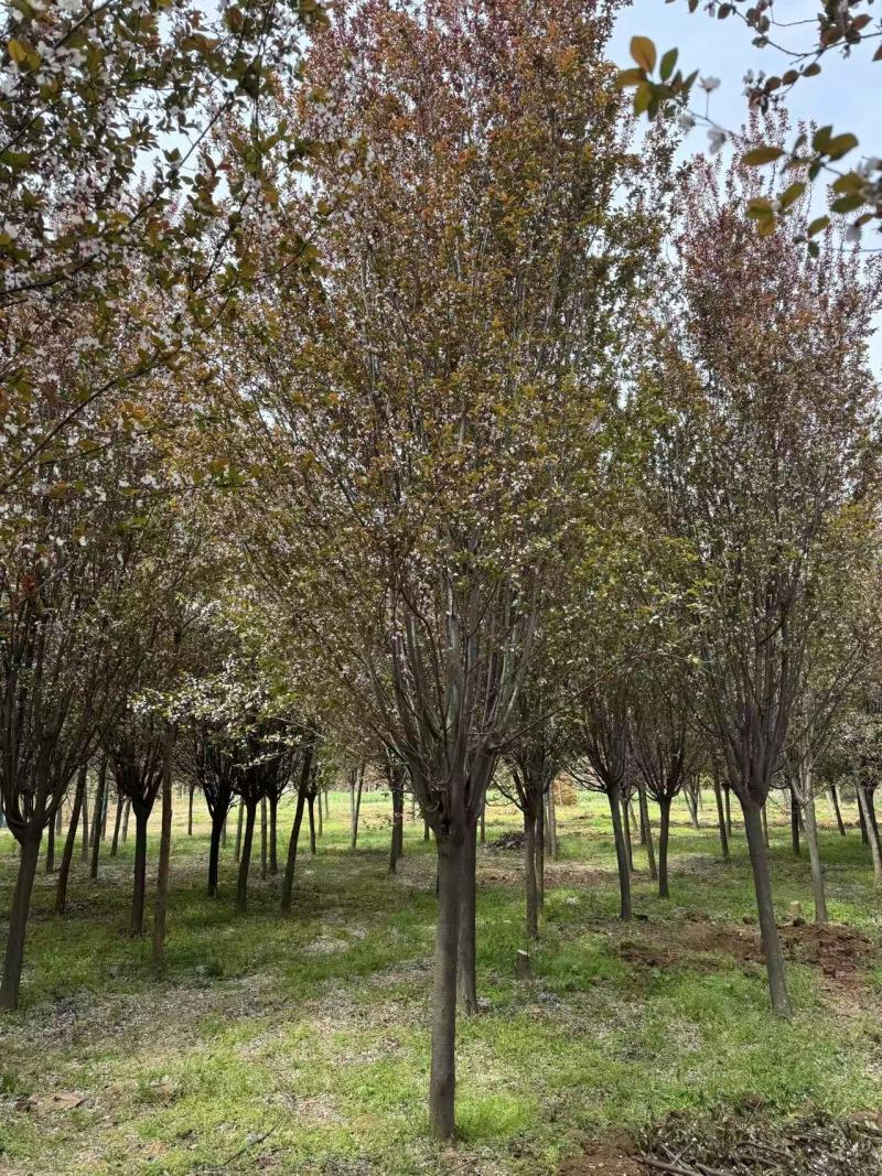 紫叶李红叶李苗圃直发供应全国市场提供技术支持