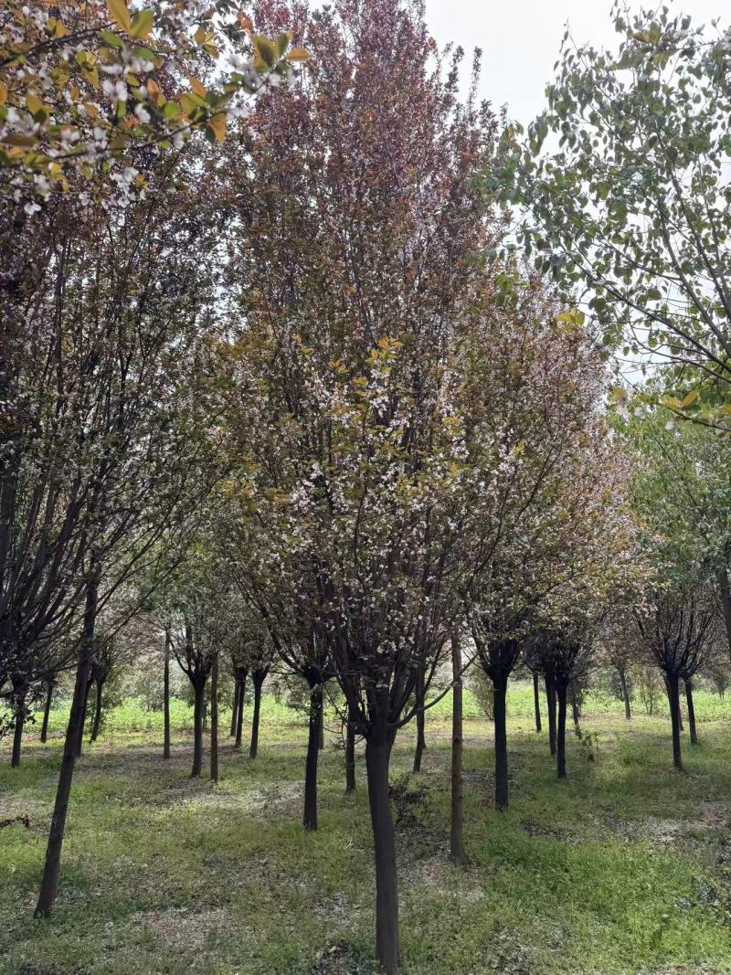 紫叶李红叶李苗圃直发供应全国市场提供技术支持