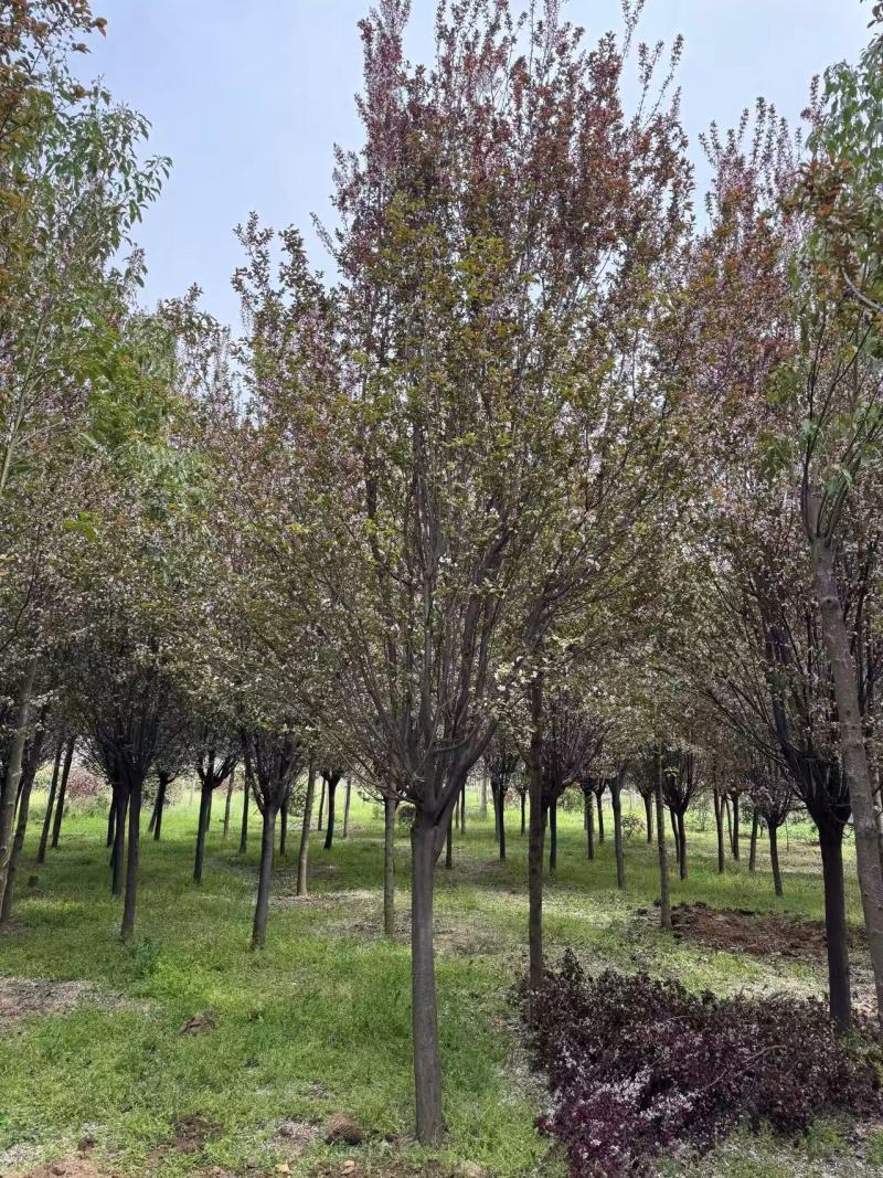 紫叶李红叶李苗圃直发供应全国市场提供技术支持
