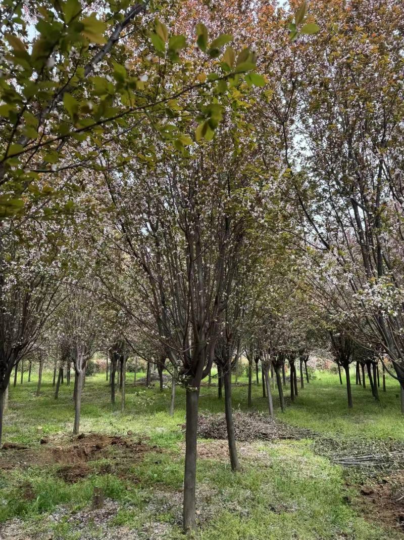 紫叶李红叶李苗圃直发供应全国市场提供技术支持