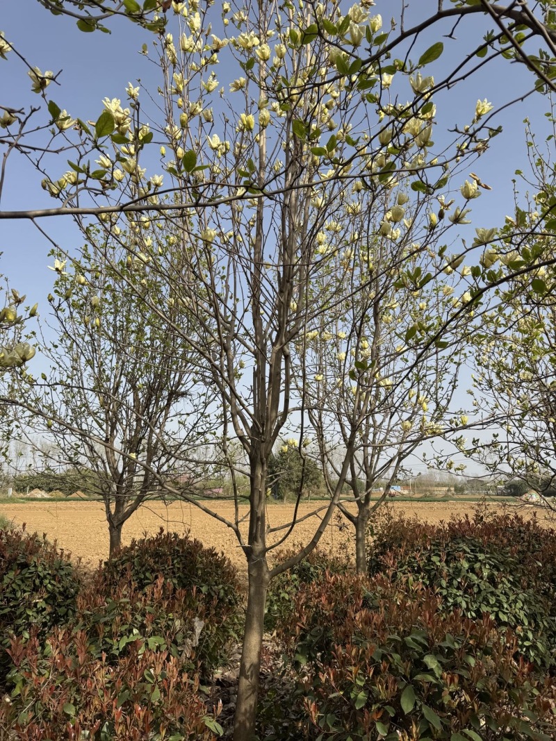 【玉兰树】黄玉兰基地现挖现发支持视频和实地看货欢迎咨询