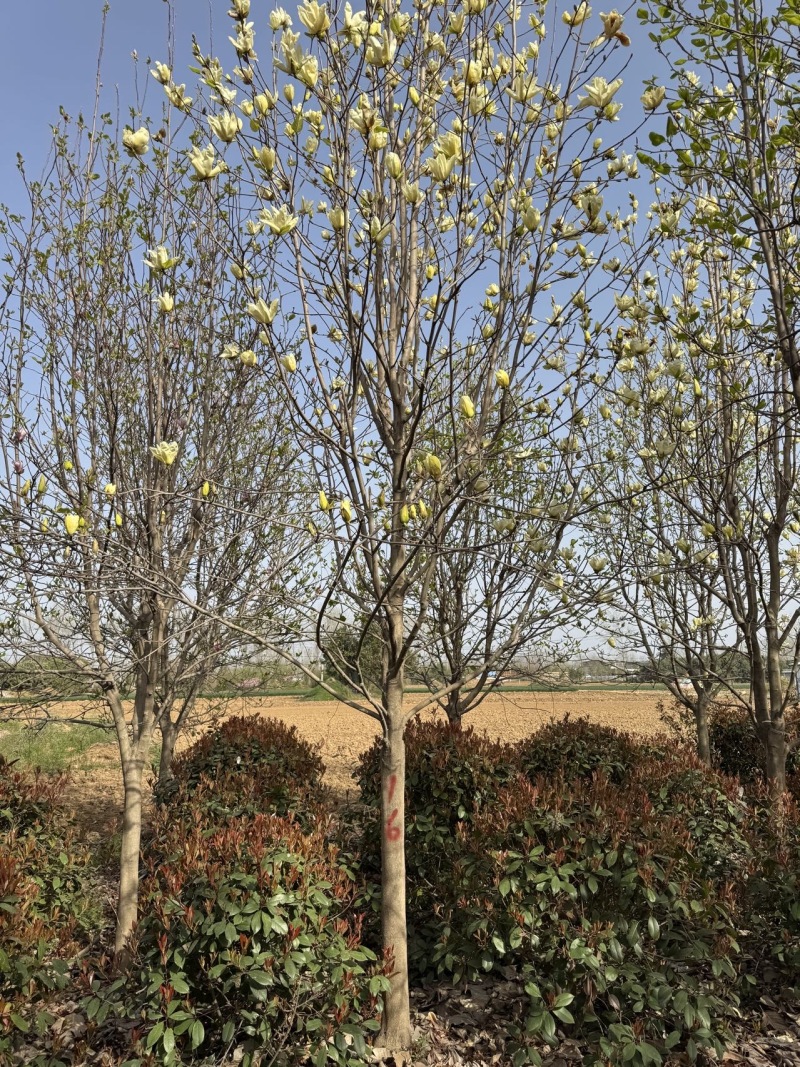 【玉兰树】黄玉兰基地现挖现发支持视频和实地看货欢迎咨询