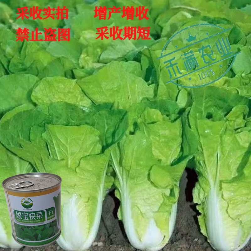 快菜奶油高产室外成熟耐高温耐湿速生小白菜青菜蔬菜种大全四