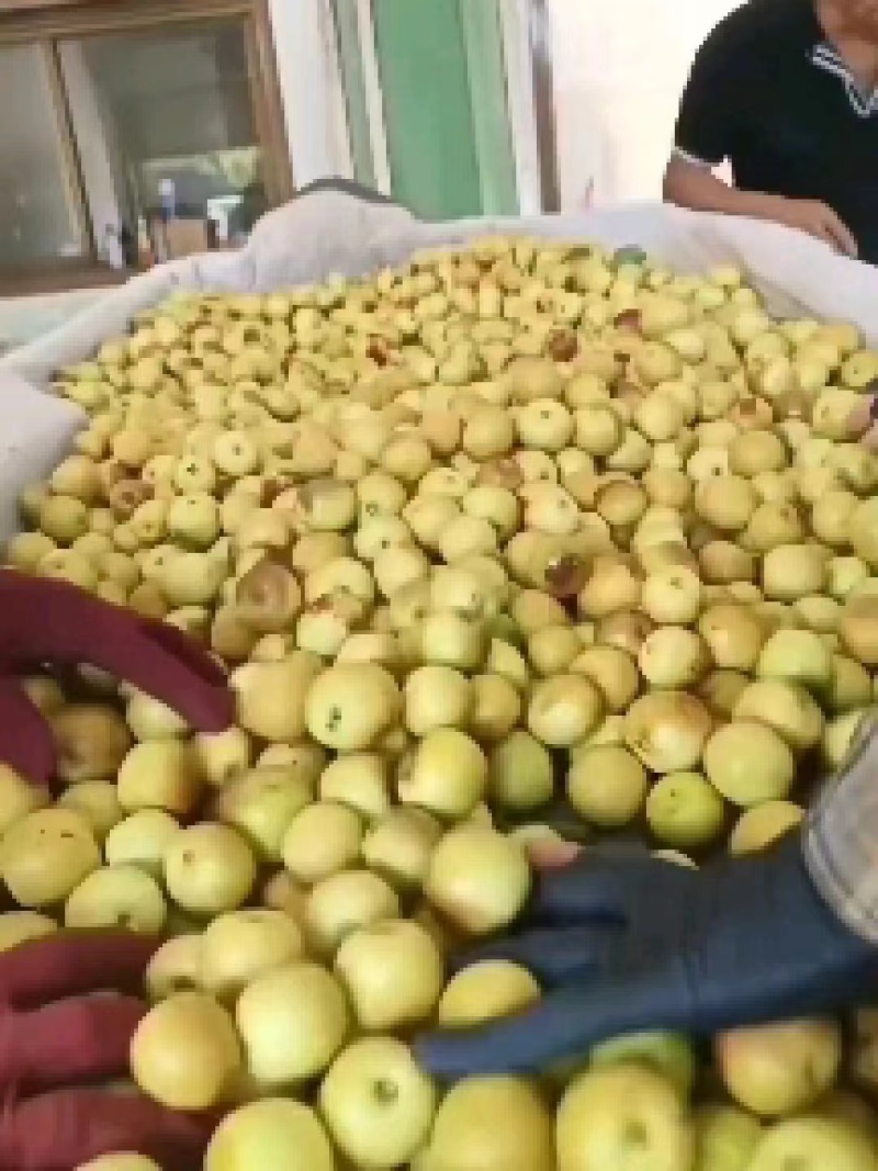 山东沾化冬枣大量有货，对接商超市场电商社区团购一件代发