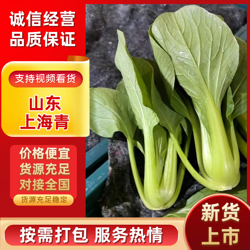 优质上海青大量上市，全国发货，可视频看货，量大从优