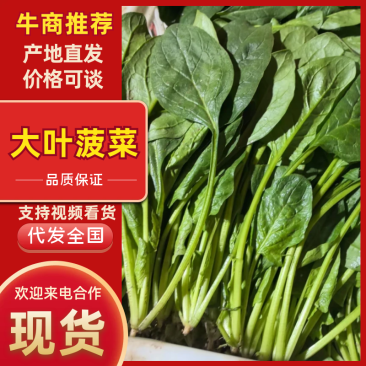 优质菠菜大量上市，全国发货，可视频看货，量大从优