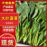 优质菠菜大量上市，全国发货，可视频看货，量大从优