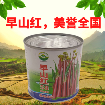 大型基地品种正宗红菜苔原装早熟湖北紫菜苔种籽秋季抗病耐寒