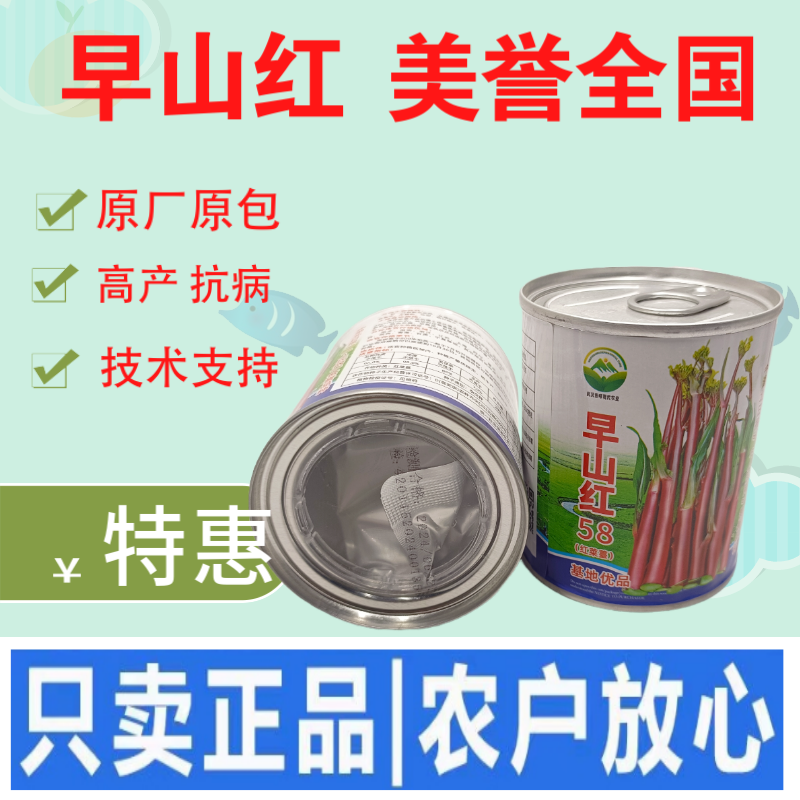 大型基地品种正宗红菜苔原装早熟湖北紫菜苔种籽秋季抗病耐寒