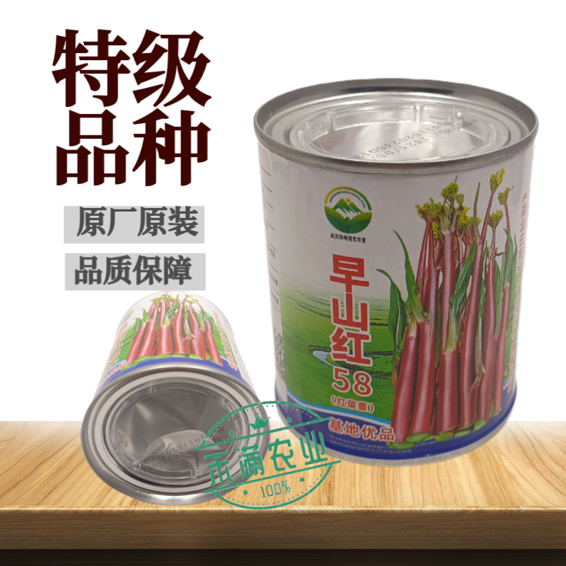 大型基地品种正宗红菜苔原装早熟湖北紫菜苔种籽秋季抗病耐寒