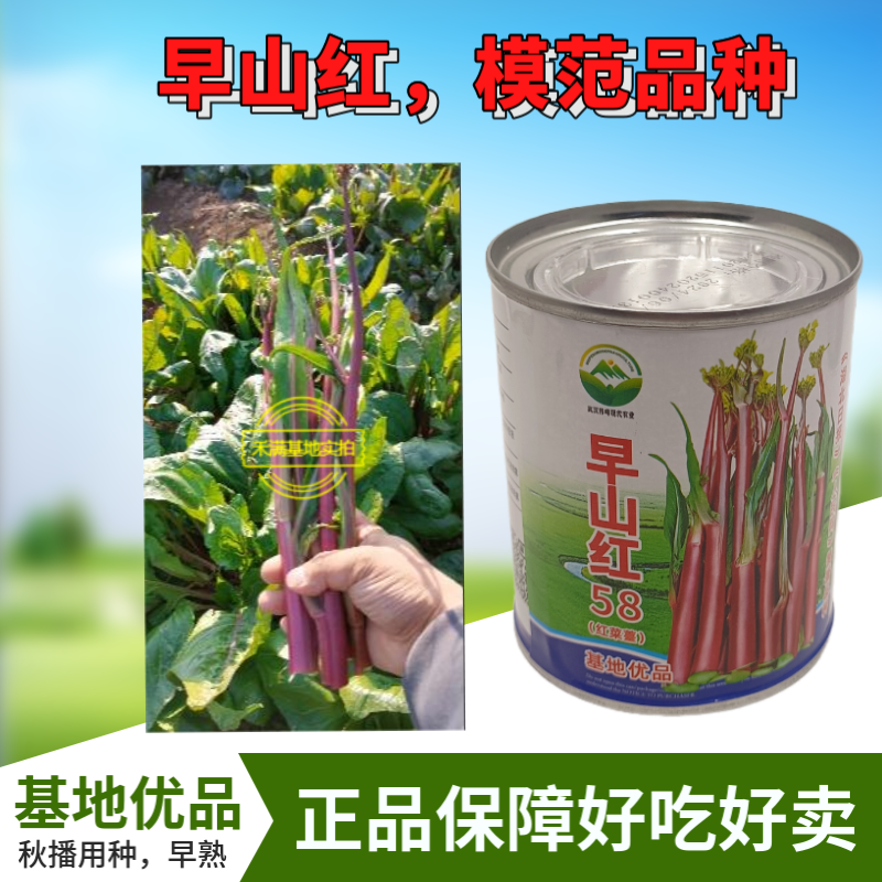 大型基地品种正宗红菜苔原装早熟湖北紫菜苔种籽秋季抗病耐寒