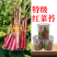 大型基地品种正宗红菜苔原装早熟湖北紫菜苔种籽秋季抗病耐寒