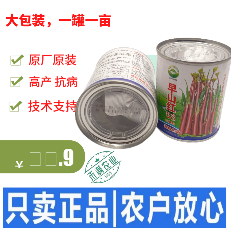大型基地品种正宗红菜苔原装早熟湖北紫菜苔种籽秋季抗病耐寒