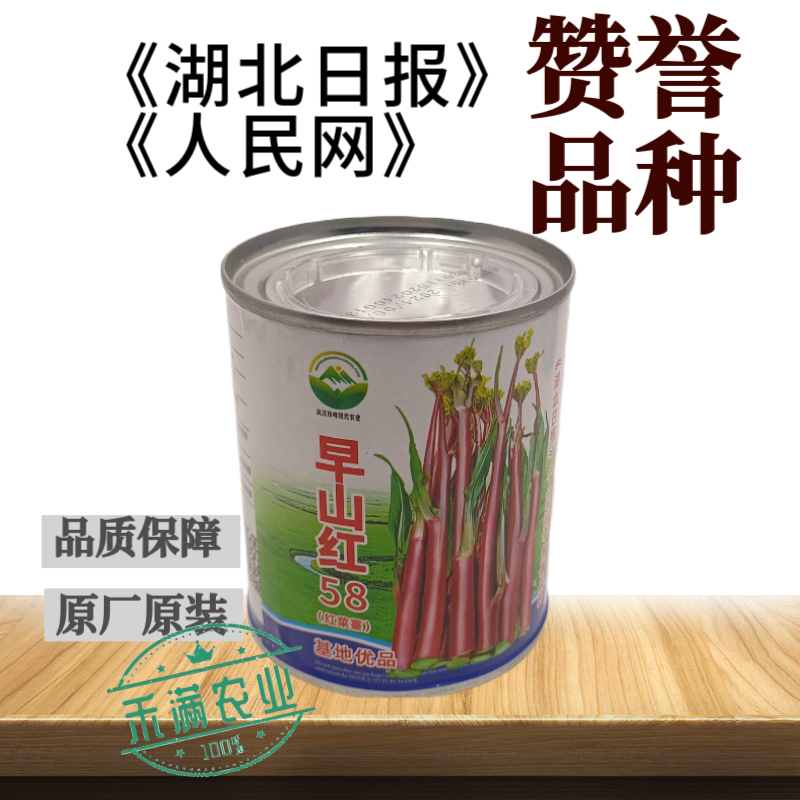 大型基地品种正宗红菜苔原装早熟湖北紫菜苔种籽秋季抗病耐寒