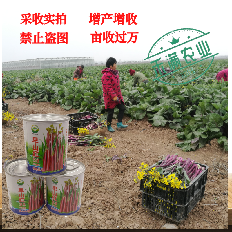 大型基地品种正宗红菜苔原装早熟湖北紫菜苔种籽秋季抗病耐寒