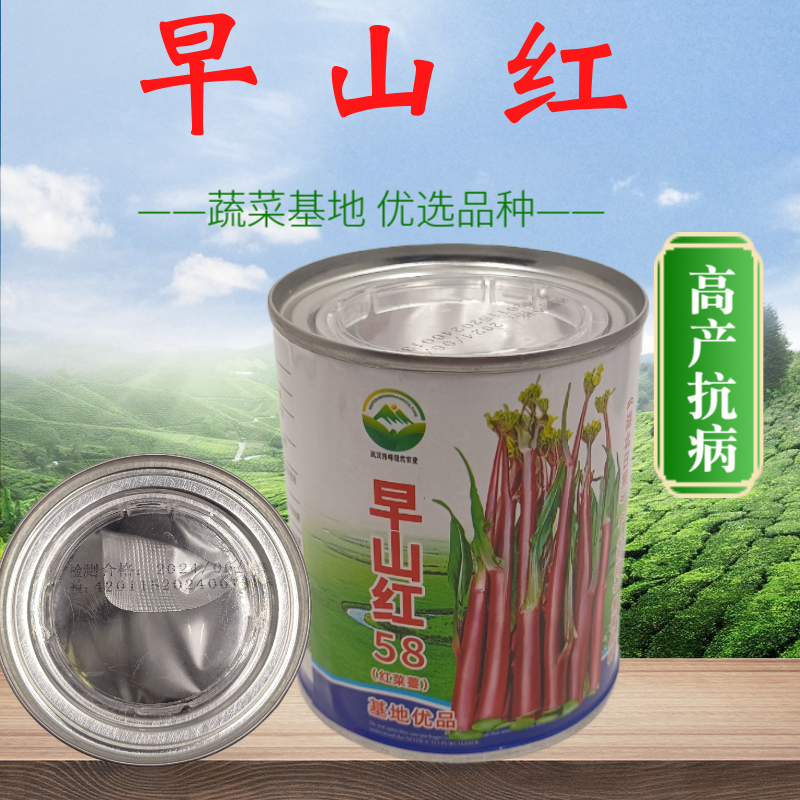 大型基地品种正宗红菜苔原装早熟湖北紫菜苔种籽秋季抗病耐寒