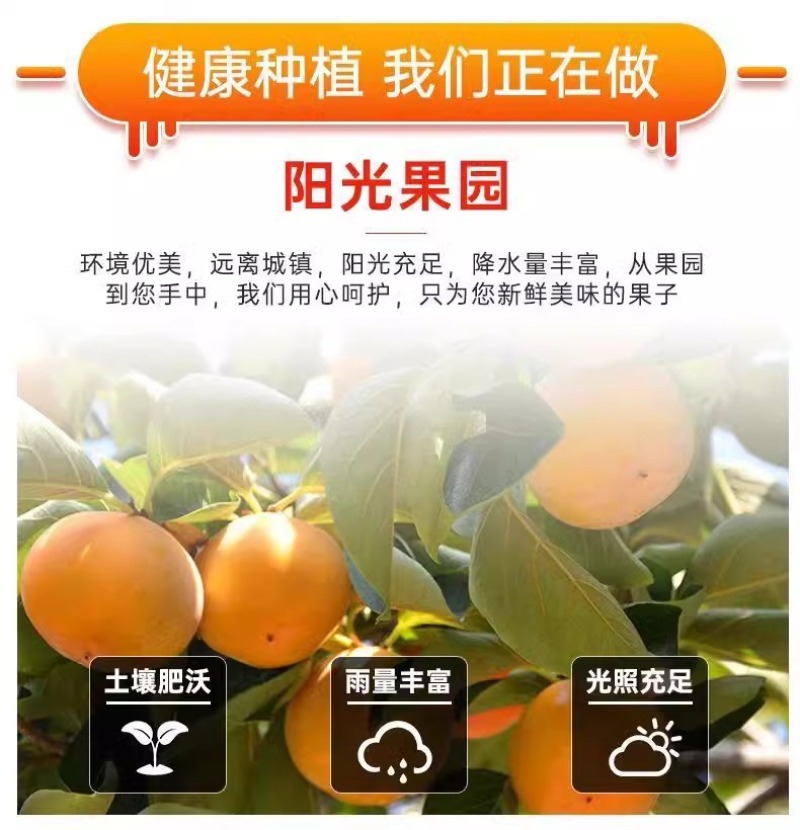 云南巧克力脆柿一件代发产地直发一手货源对接各大电商平台