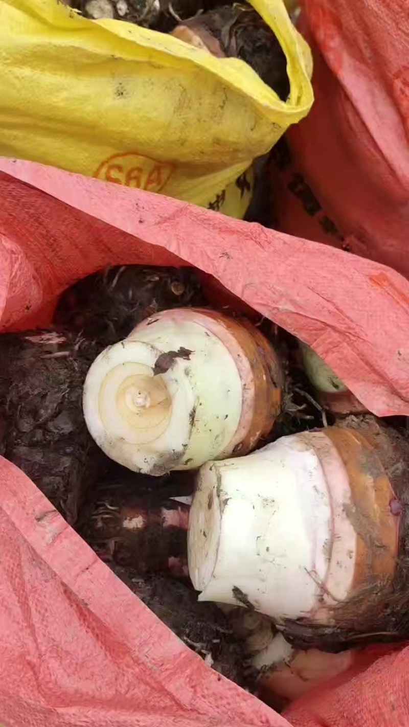 【基地直发】香芋个头饱满，口感细腻光滑，品质保证