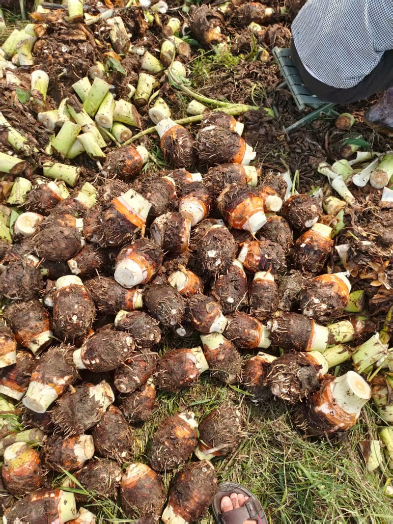 【基地直发】香芋个头饱满，口感细腻光滑，品质保证