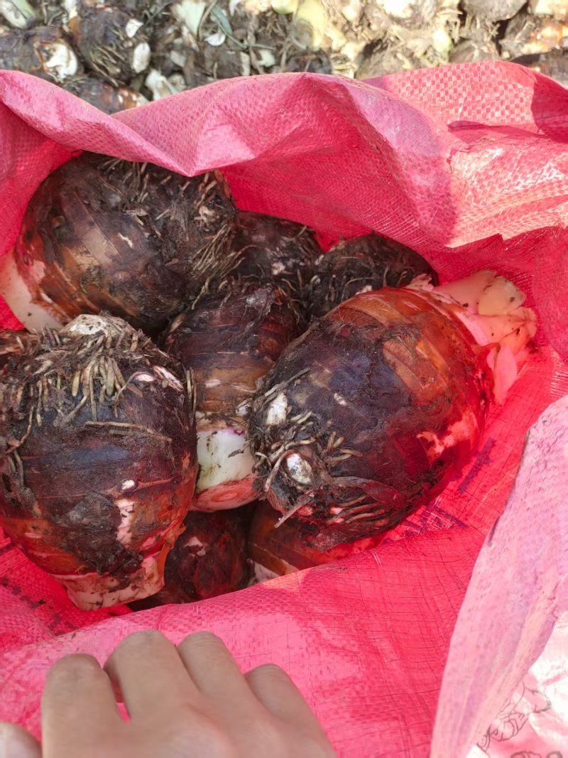 【货源充足】香芋个头饱满，口感细腻光滑，品质保证
