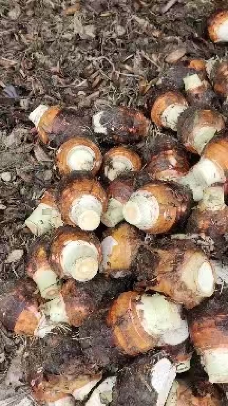【货源充足】香芋个头饱满，口感细腻光滑，品质保证