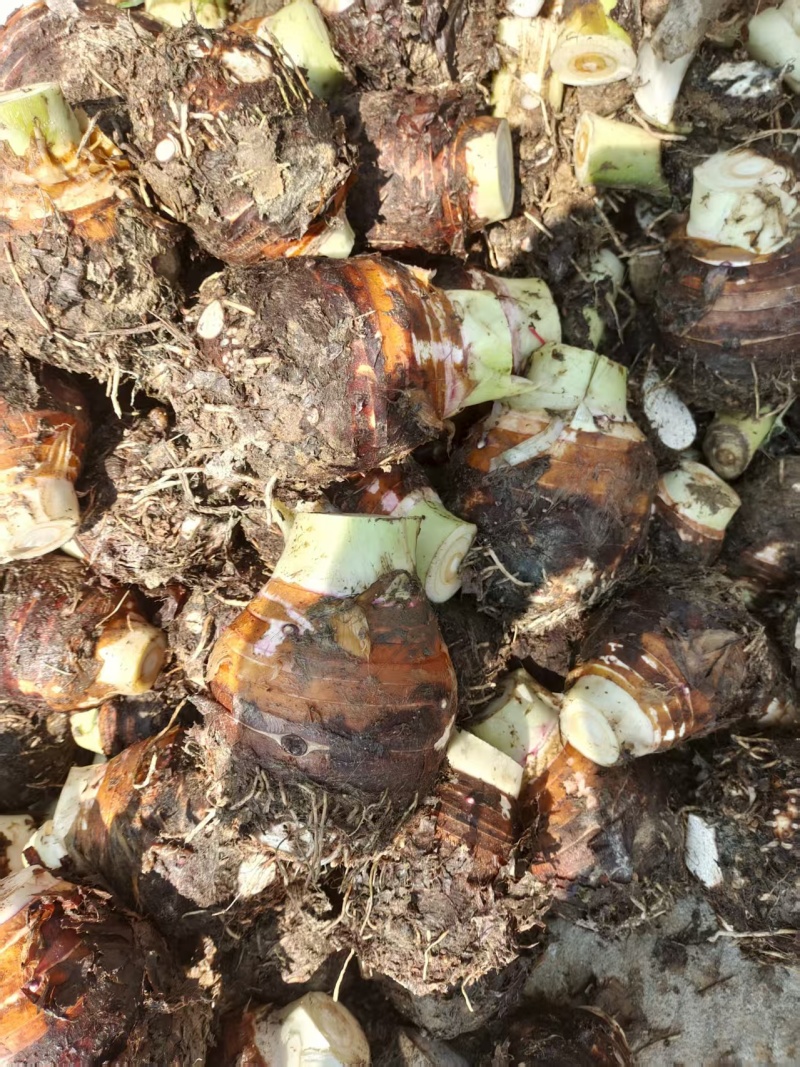 【货源充足】香芋个头饱满，口感细腻光滑，品质保证