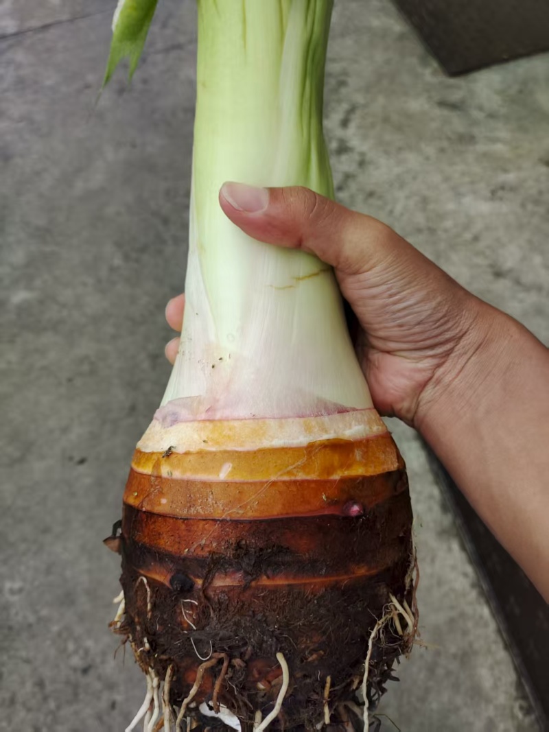 【货源充足】香芋个头饱满，口感细腻光滑，品质保证