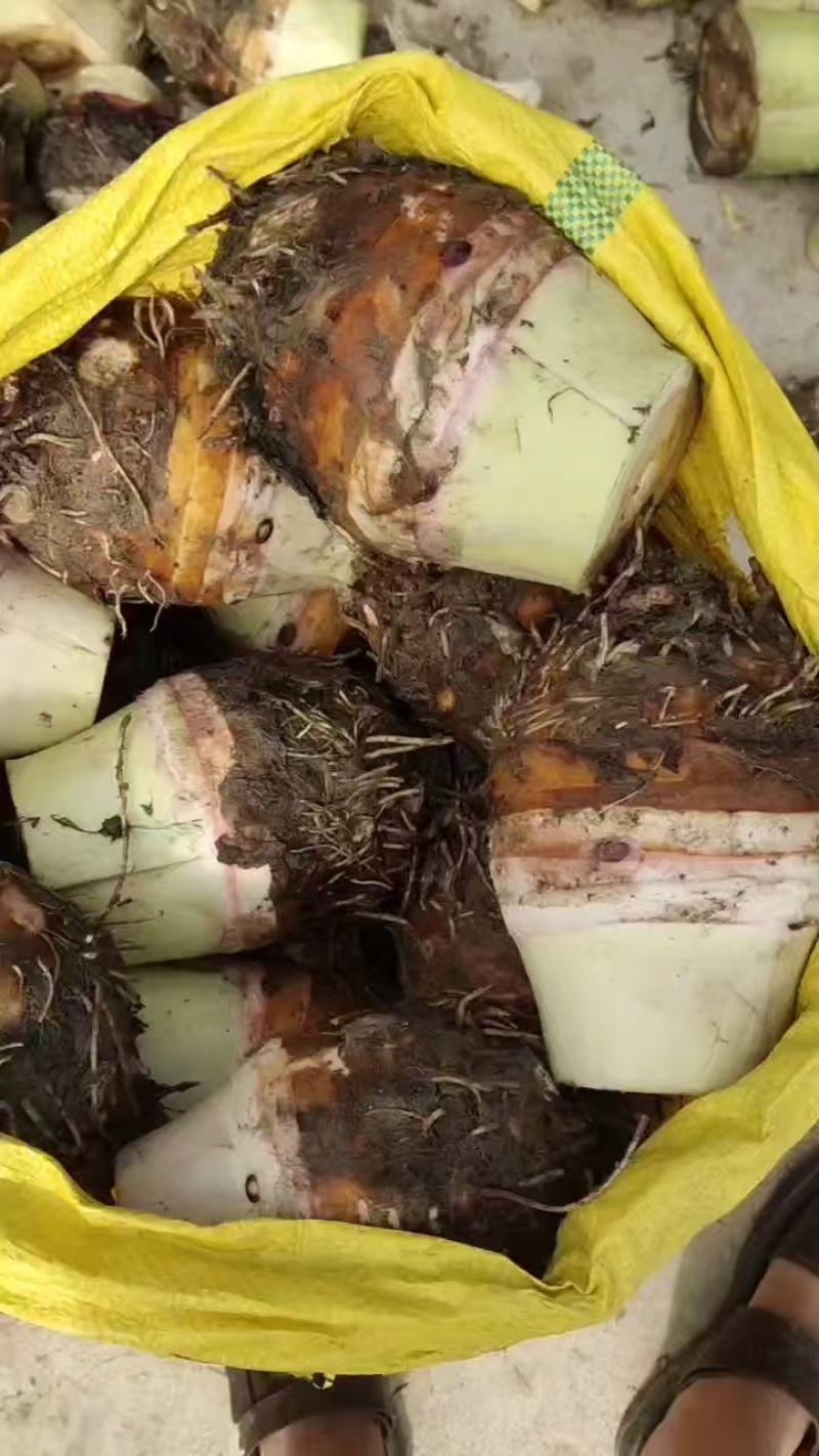 【货源充足】香芋个头饱满，口感细腻光滑，品质保证