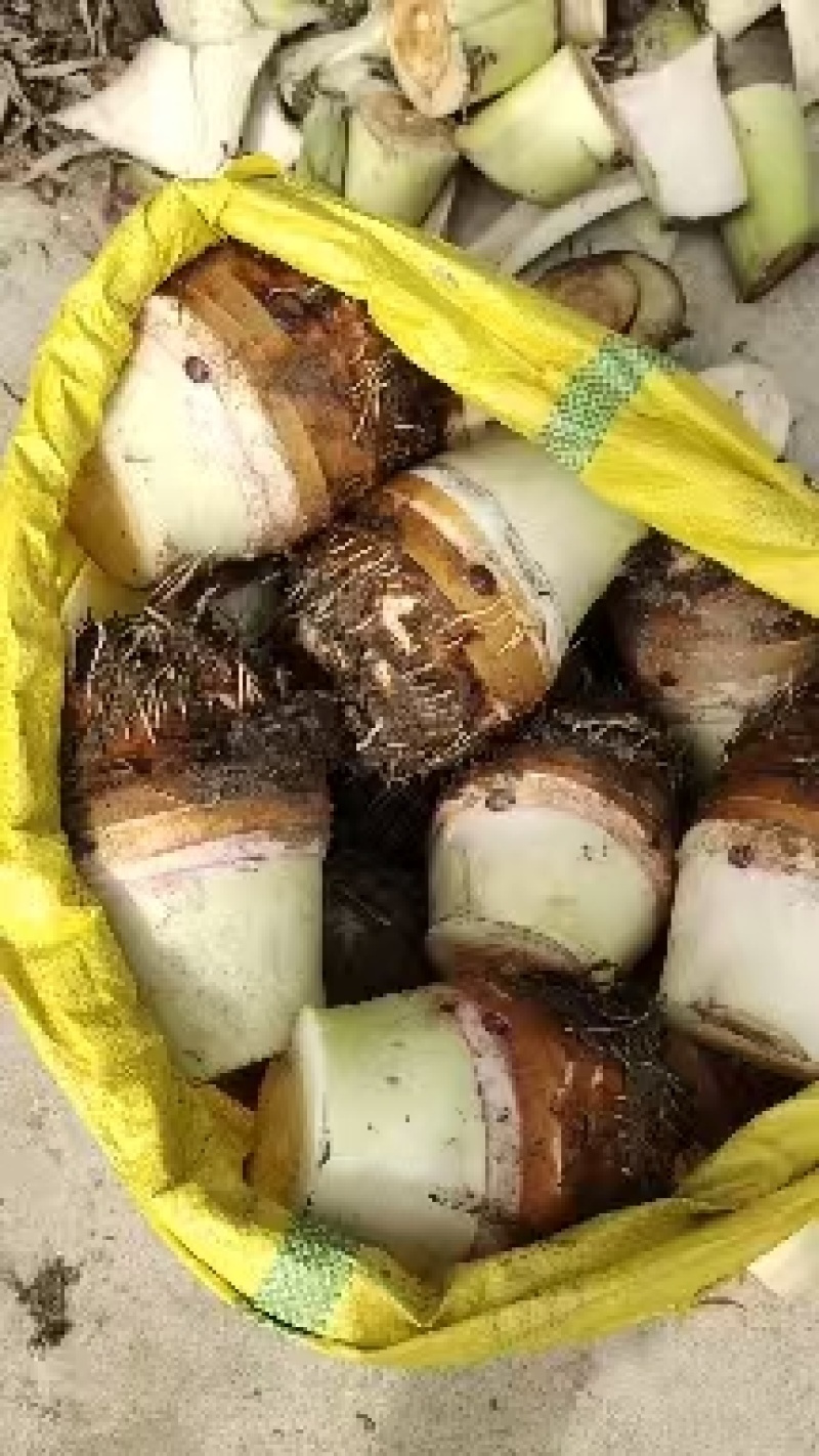 【货源充足】香芋个头饱满，口感细腻光滑，品质保证