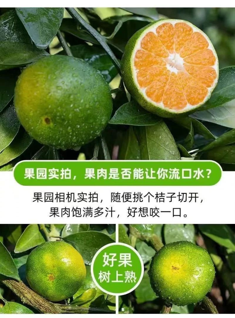 江西赣南寻乌蜜桔一件代发产地直发一手货源对接各大电商平台