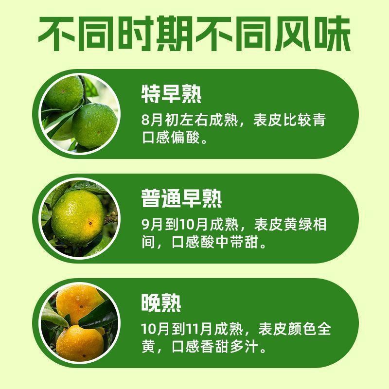 江西赣南寻乌蜜桔一件代发产地直发一手货源对接各大电商平台