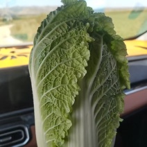 固原彭堡精品娃娃菜一手货源产地供应欢迎咨询