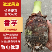 【货源充足】香芋个头饱满，口感细腻光滑，品质保证