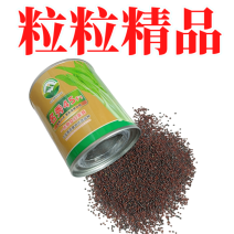 【名秀45】基地早熟罐装优良白菜苔种子多茬采收正品原装