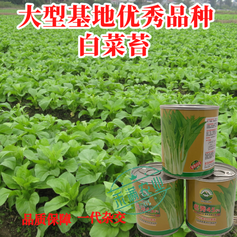 【名秀45】基地早熟罐装优良白菜苔种子多茬采收正品原装