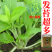 【名秀45】基地早熟罐装优良白菜苔种子多茬采收正品原装