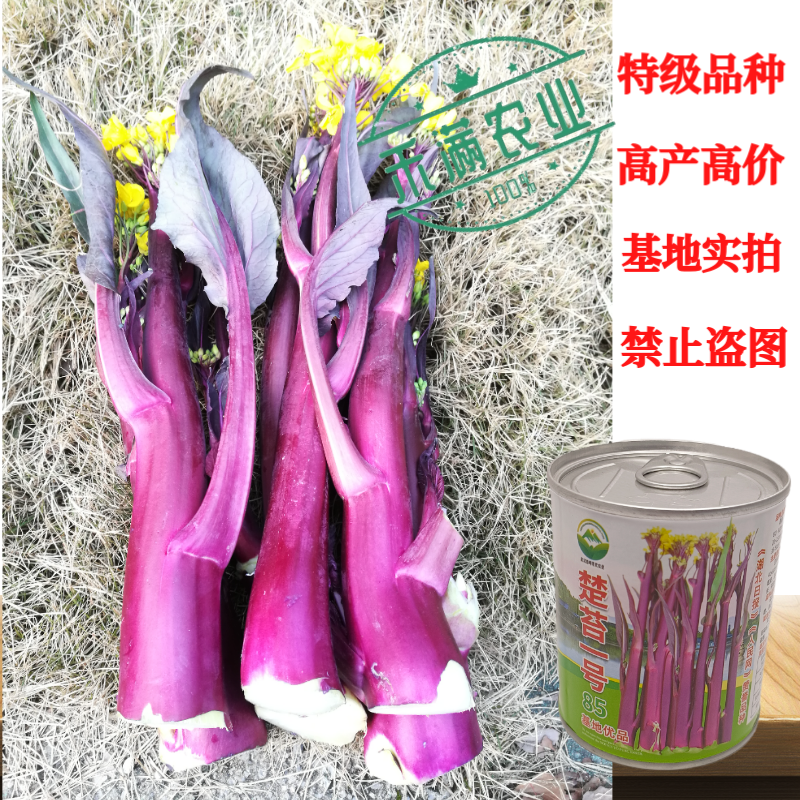 领先市场正宗红菜苔种子大股子紫菜苔种籽晚熟秋季抗病面耐寒