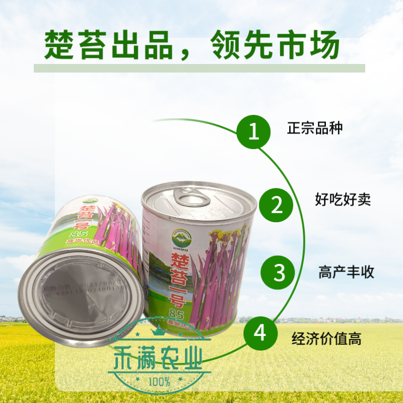 领先市场正宗红菜苔种子大股子紫菜苔种籽晚熟秋季抗病面耐寒