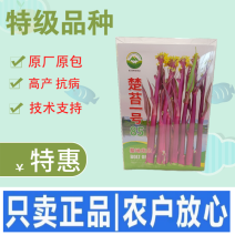 正宗红菜苔种子楚苔一号大粗股洪山菜薹种籽特级亮红紫红耐寒