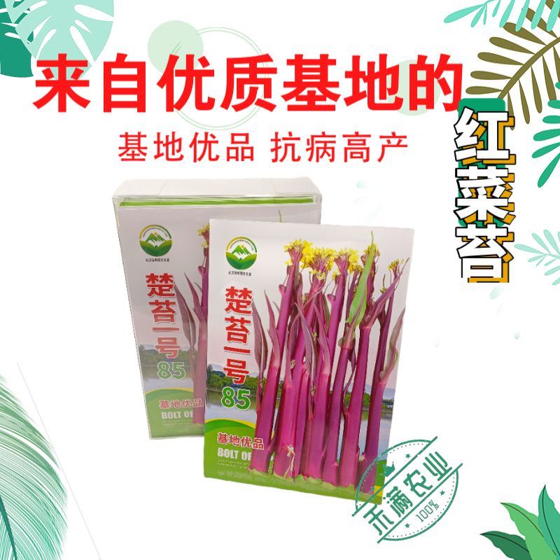 正宗红菜苔种子楚苔一号大粗股洪山菜薹种籽特级亮红紫红耐寒