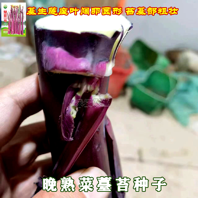 正宗红菜苔种子楚苔一号大粗股洪山菜薹种籽特级亮红紫红耐寒