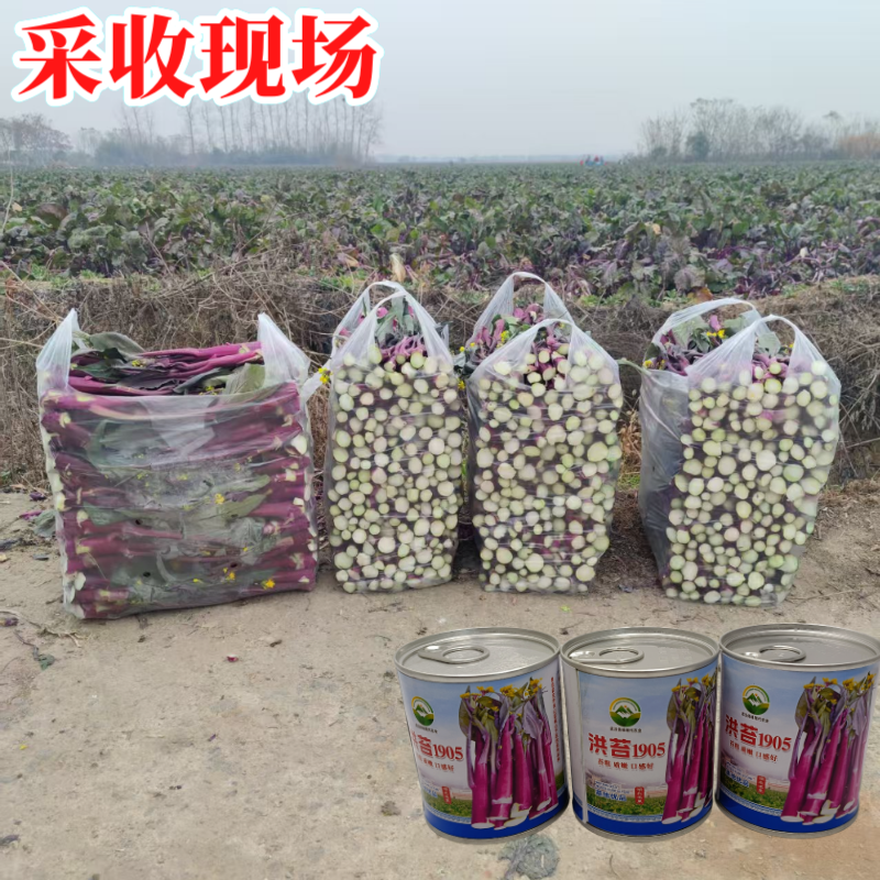 【洪苔1905】基地优选正宗湖北武汉洪山菜苔种子粗苔子抗