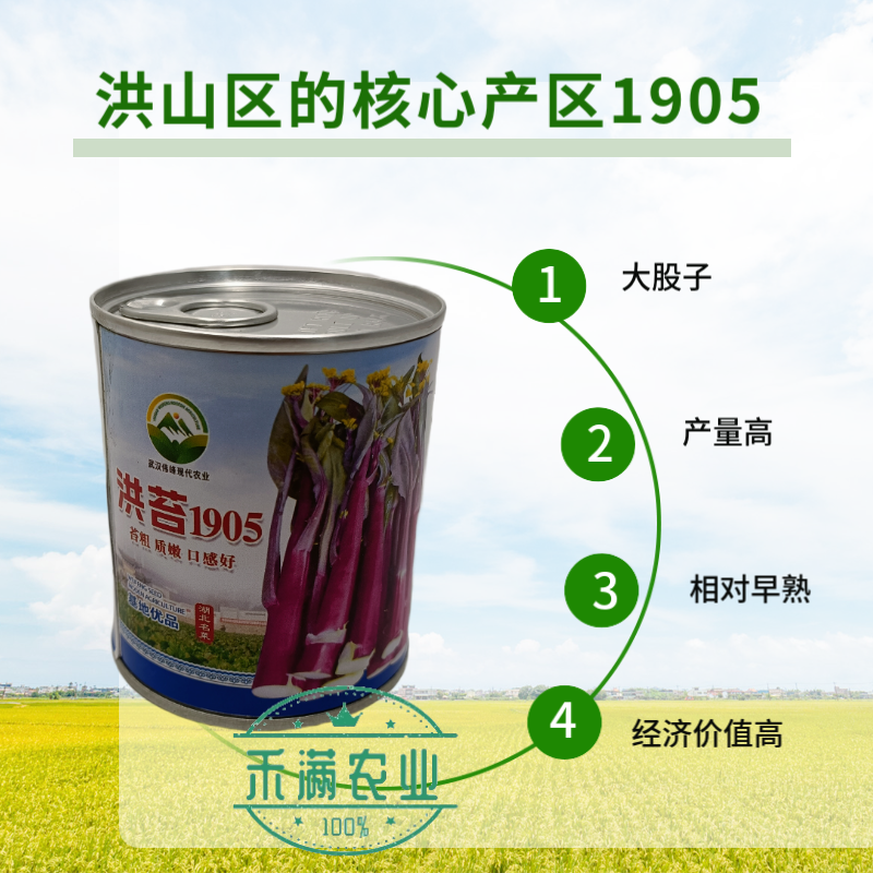 【洪苔1905】基地优选正宗湖北武汉洪山菜苔种子粗苔子抗