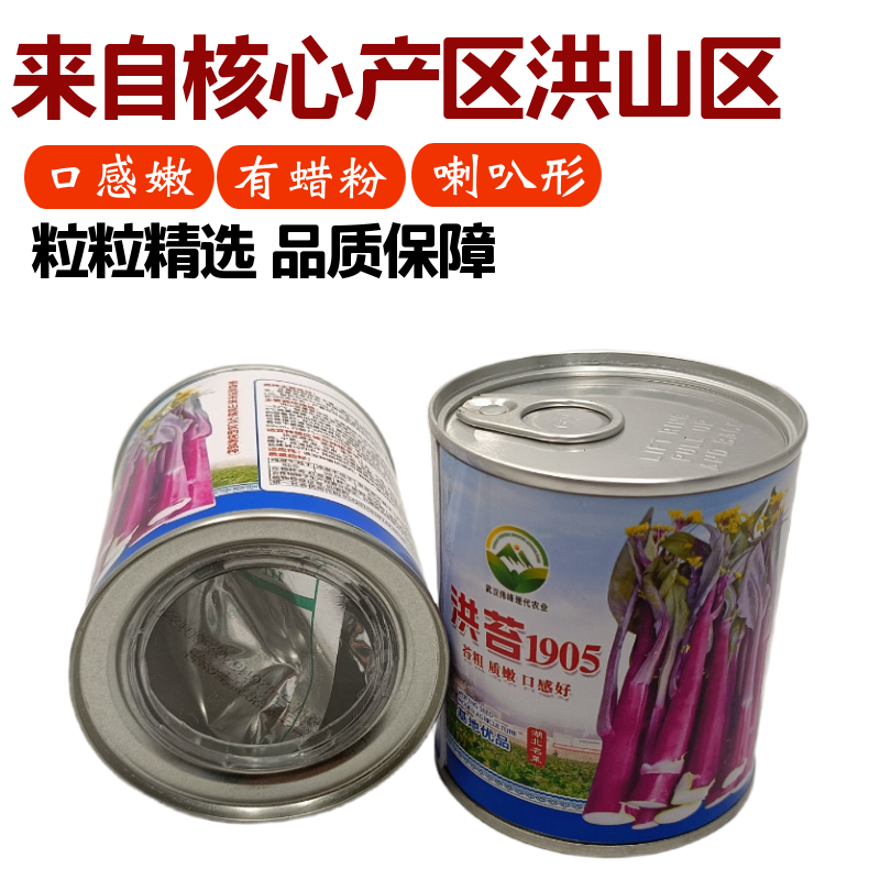 【洪苔1905】基地优选正宗湖北武汉洪山菜苔种子粗苔子抗
