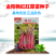 【金阳艳红】小叶亮红基地菜农专用红菜苔正宗武汉红菜苔耐寒