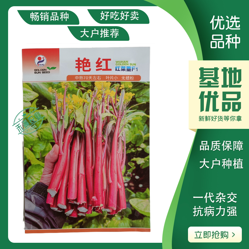 【金阳艳红】小叶亮红基地菜农专用红菜苔正宗武汉红菜苔耐寒